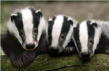 3 lovely badgers