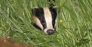 badger in grass